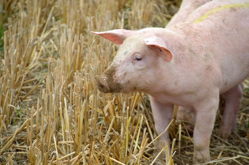 Terre_et_trésors_de_Touraine_escapade_gourmande_tourisme37cochon