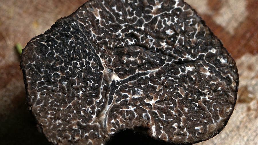 Terre-et-trésors-de-Touraine-escapade-gourmande-tourisme37truffe