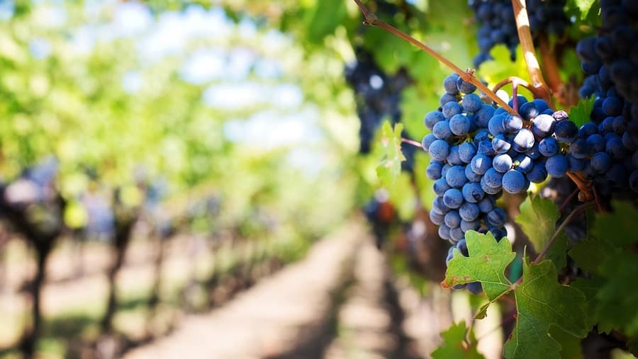 pricipale-Escapade-scooter-auplus-près-du-terroir-terre-et-tresors-de-Touraine-vigne-(5)