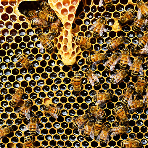 échappée gourmande dans le chinonais apiculture
